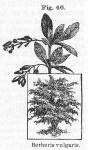 Fig. 46. Berberis vulgaris.