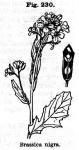 Fig. 230. Brassica nigra.