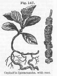 Fig. 147. Cephaelis Ipecacuanha, with root.