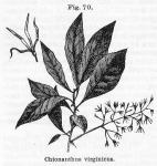 Fig. 70. Chionanthus virginicus.
