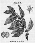 Fig. 53. Coffea arabica.