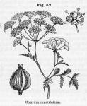Fig. 82. Conium maculatum.