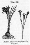 Fig. 89. Crocus sativus; style with stigmas.