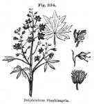 Fig. 234. Delphinium Staphisagria.