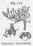 Fig. 110. Euphorbia Ipecacuanha.