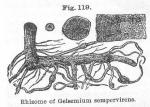 Fig. 119. Rhizome of Gelsemium sempervirens.