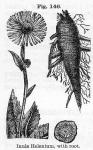 Fig. 146. Inula Helenium, with root.