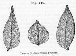 Fig. 149. Leaves of Jacaranda procera.
