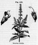 Fig. 169. Mentha viridis.