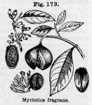 Fig. 173. Myristica fragrans.