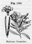 Fig. 180. Nerium oleander.