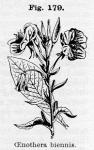 Fig. 179. Oenothera biennis.
