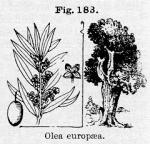 Fig. 183. Olea europaea.