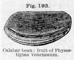 Fig. 193. Calabar bean.