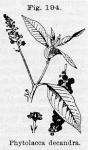 Fig. 194. Phytolacca decandra.
