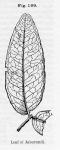 Fig. 199. Leaf of Jaborandi.