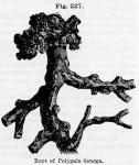 Fig. 227. Root of Polygala Senega.