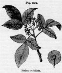 Fig. 202. Ptelea trifoliata.