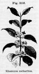 Fig. 206. Rhamnus cathartica.