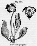 Fig. 218. Sarracenia purpurea.