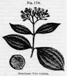 Fig. 176. Strychnos Nux vomica.