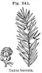 Fig. 241. Taxus baccata.