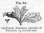 Fig. 94. California Damiana (species of Turnera).
