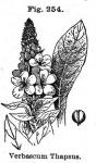 Fig. 254. Verbascum thapsus.