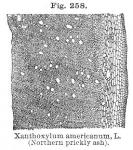 Fig. 258. Xanthoxylum americanum L.