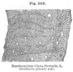 Fig. 259. Xanthoxylum Clava-Herculis, L.
