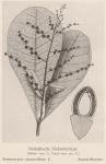 Bild: Semecarpus Anacardium