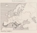 Karte: Acanthus Mollis