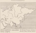 Karte: Citrus Aurantium