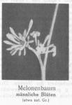 Photo 115. Melonenbaum, männliche Blüten.