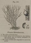Fig. 160. Plocaria helminthocorton.