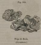 Fig. 164. Tripe de Roche (Gyrophora.)