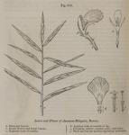 Fig. 235. Leaves and Flower of Amomum Melegueta, R...