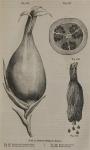 Fig. 236-239. Fruit of Amomum Melegueta, Roscoe.