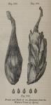 Fig. 250-252. Fruits and Seeds of an Amomum