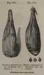 Fig. 253-254. Amomum macrospermum.