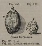 Fig. 255-256. Round Cardamom.