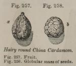 Fig. 257-258. Hairy round China Cardamom.