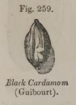 Fig. 259. Black Cardamom.