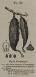 Fig. 265. Ceylon Cardamoms.