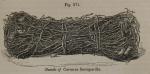 Fig. 271. Bundle of Caraccas Sarsaparilla.