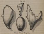 Fig. 285. Chinese Galls, or Woo-pei-tsze.