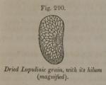 Fig. 290. Dried Lupulinic grain