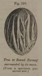 Fig. 299. True or Round Nutmeg surrounded by its mace.
