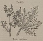 Fig. 301. Rheum palmatum.