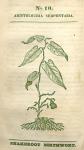 No. 10. Aristolochia serpentaria.